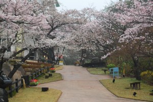 20150402雨の日も杜の遊歩道　桜編　ソメイヨシノ (3)